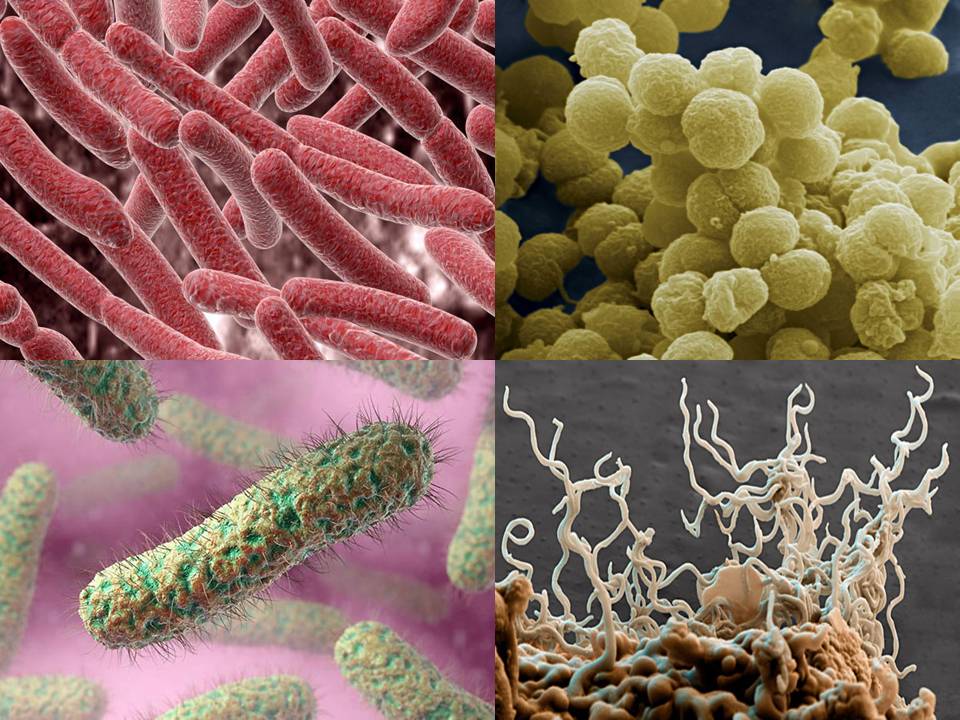 Царство бактерии: строение, жизнедеятельность, размножение, роль в природе