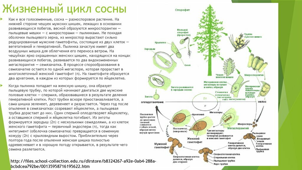 Жизненный цикл голосеменных растений: общая характеристика вида, мужской и женский гаметофит