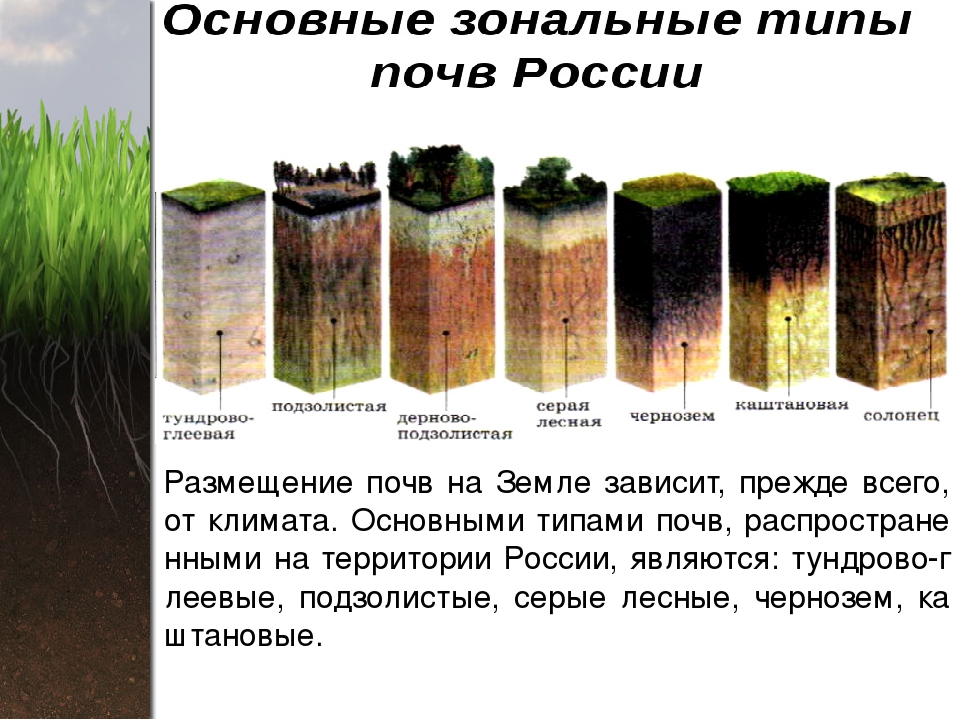 Почвы россии - условия формирования, характеристика и классификация