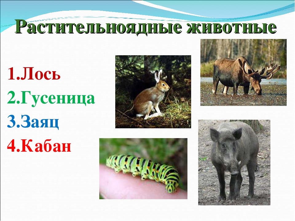 Растительноядные животные - описание, характеристика и примеры с названиями