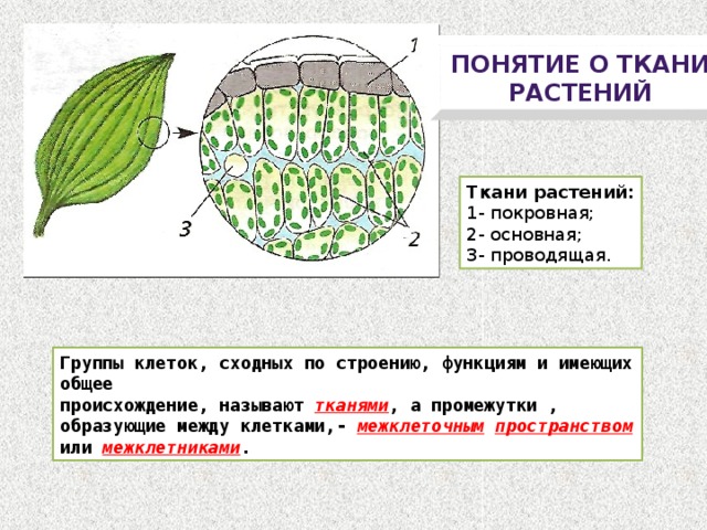 § 0—2. характеристика строения и функций тканей растений
