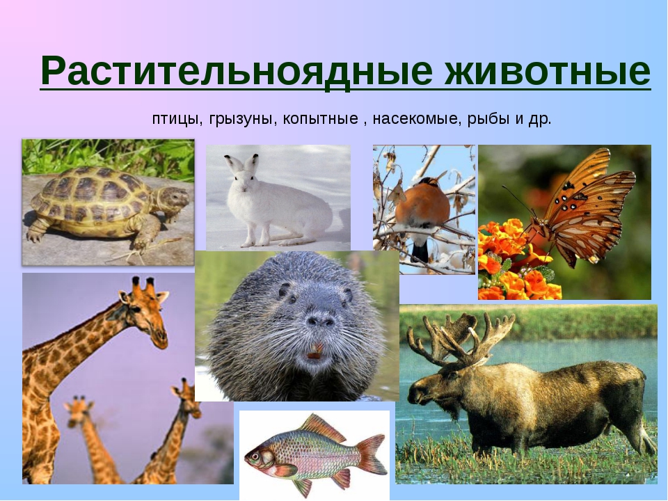Растительноядные животные: примеры и названия, описание