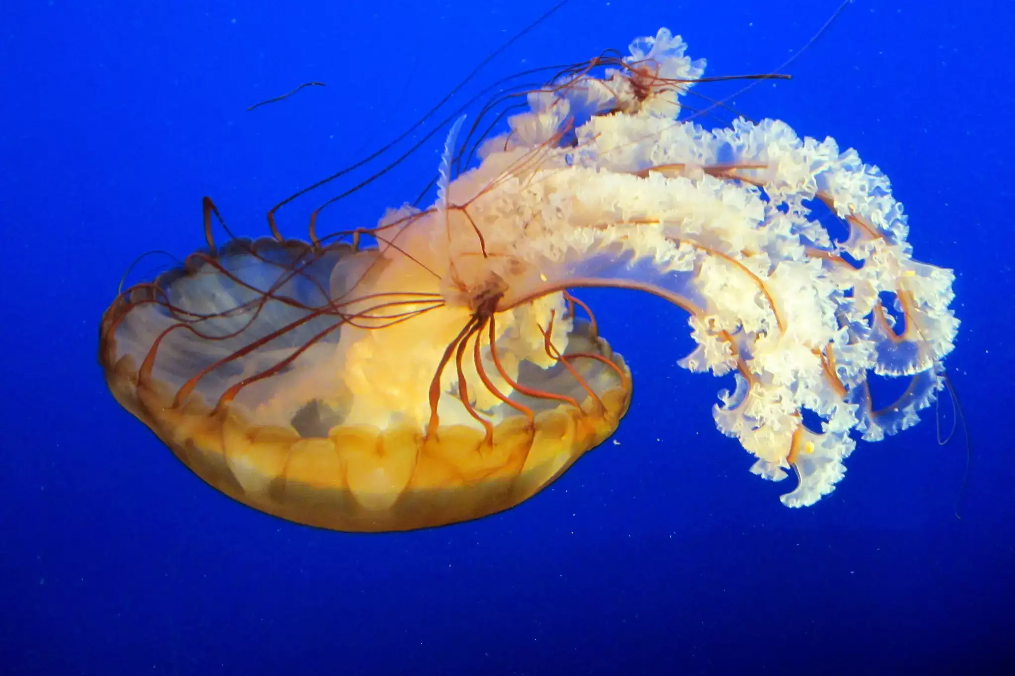 Виды медуз: описания, названия, образ жизни и среда обитания