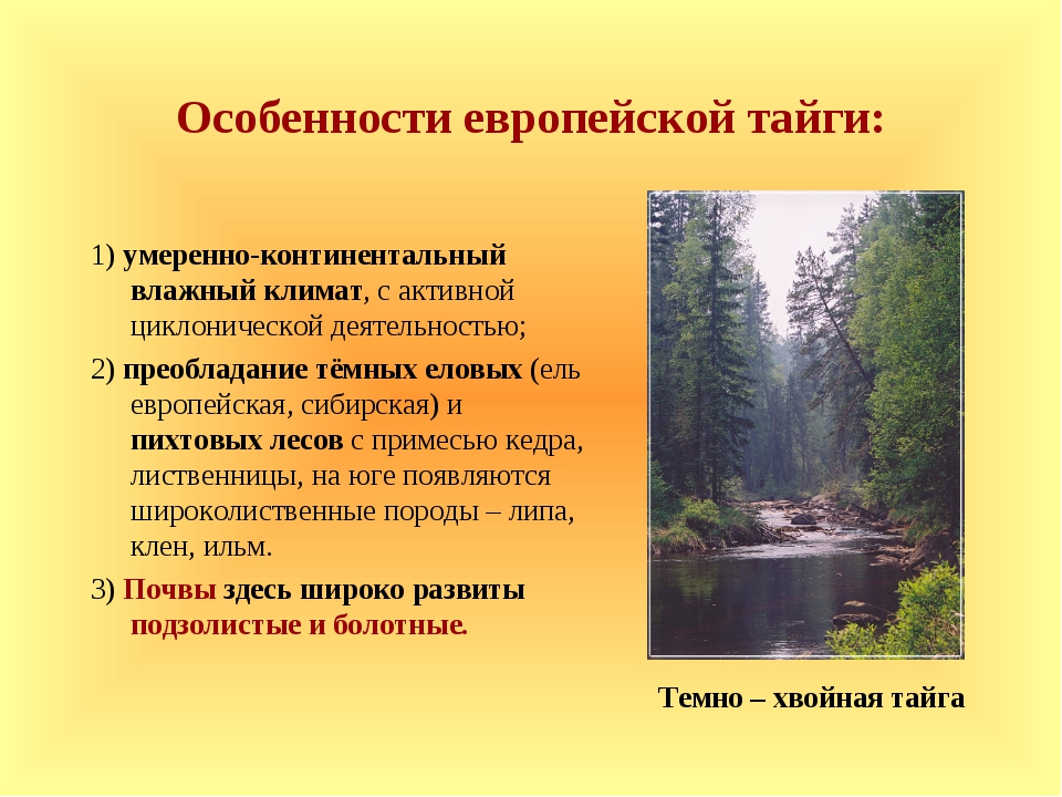 Особенности природы европейской части. Особенности тайги. Особенности природы тайги. Признаки тайги. Характеристика тайги.