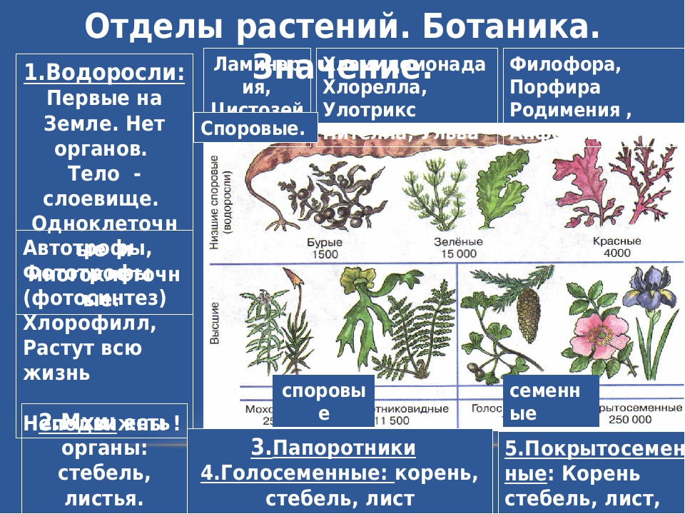 Высшие растения примеры названия. Отделы растений. Общая характеристика растений. Основные отделы растений. Типы царства растений.