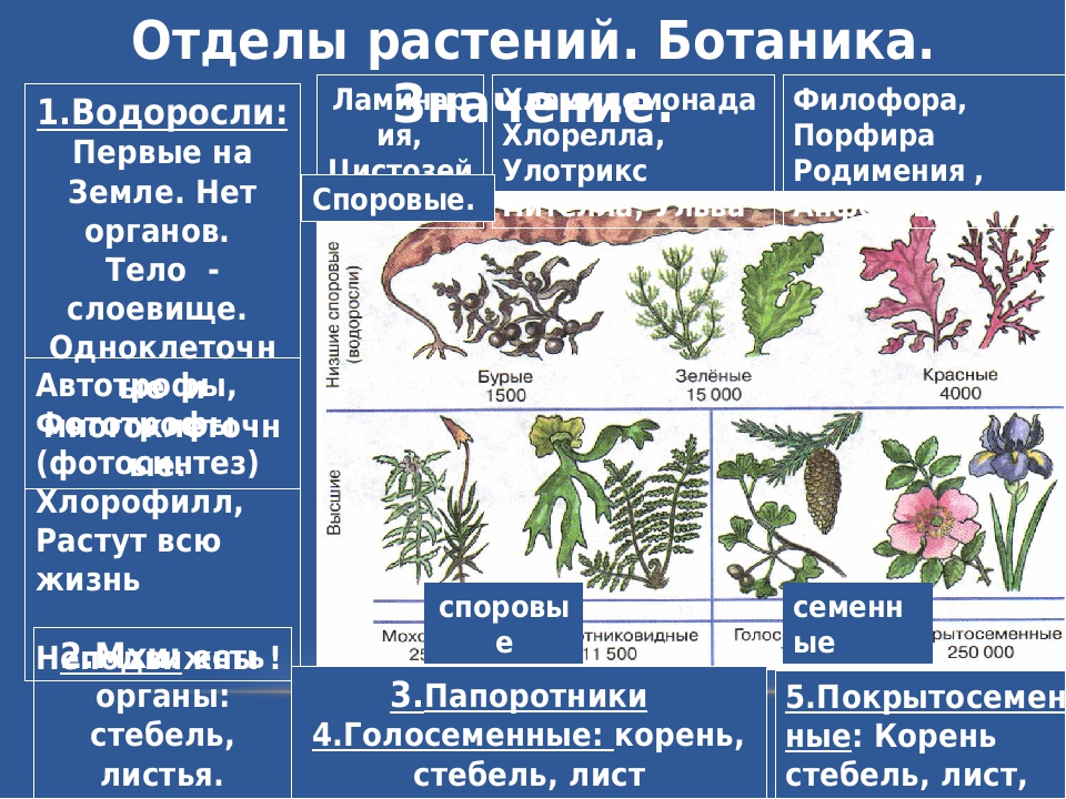 Какие признаки имеют растения. Отделы растений. Ботаника отделы растений. Отделы царска растения. Царства растений таблица.