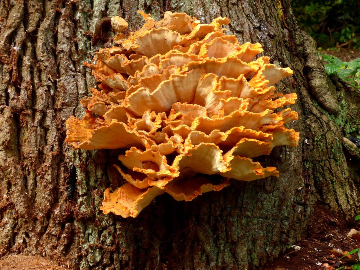 Грибы-паразиты: описание и фото. грибы, относящиеся к паразитам: названия :: syl.ru