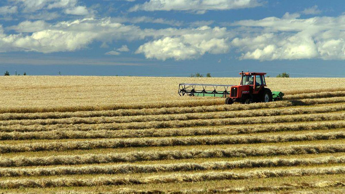 Сельское хозяйство канады - характеристика, черты и уровень развития отраслей