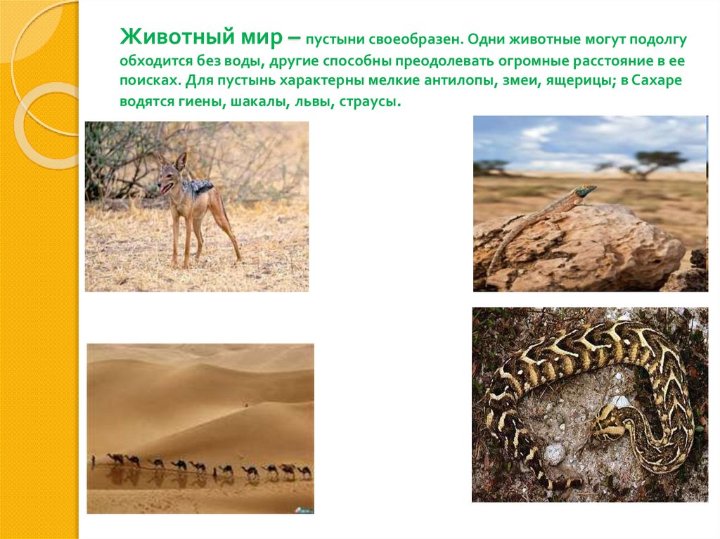 Змеи ящерицы природная зона. Животные пустыни. Животный мир пустынь Африки. Животные пустыни презентация. Животные мир пустыни.