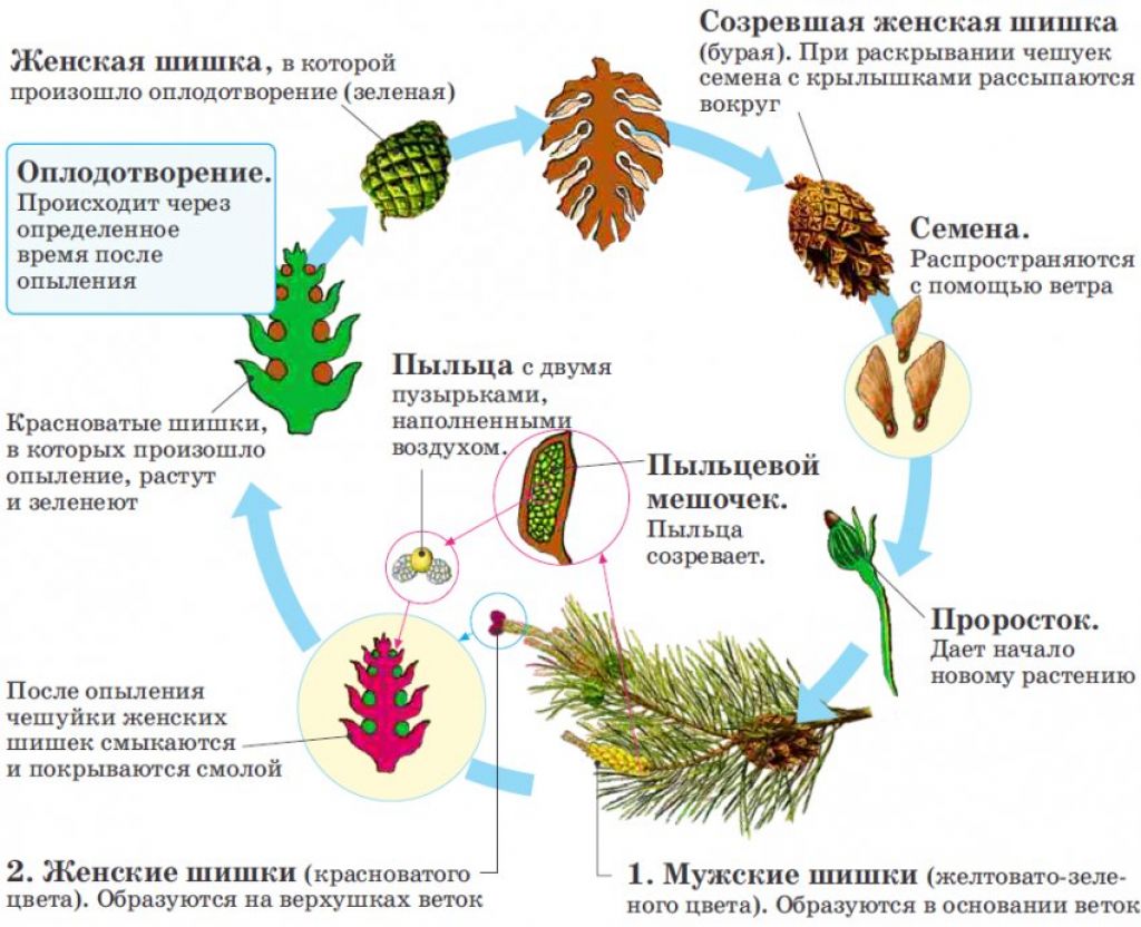 Размножение ⚠️ голосеменных и покрытосеменных растений: схема, с помощью чего, как называется орган