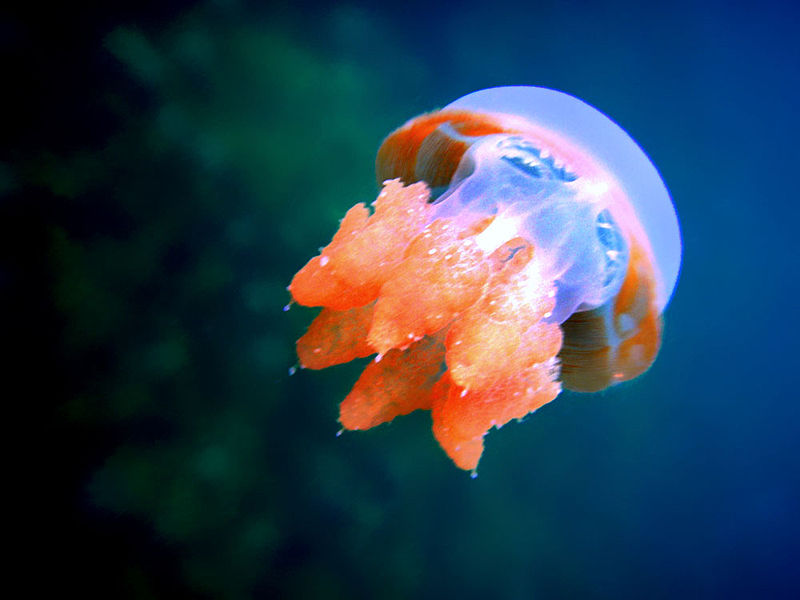 Медузы - описание, общая характеристика и виды