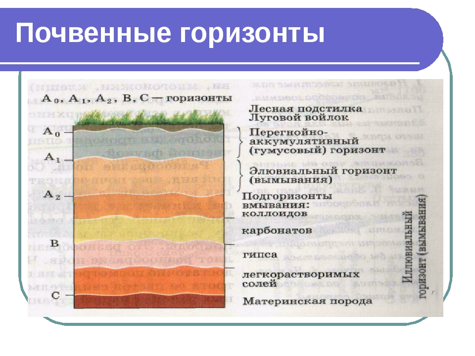 Чернозем: особенности и характеристики самой востребованной почвы | огородники