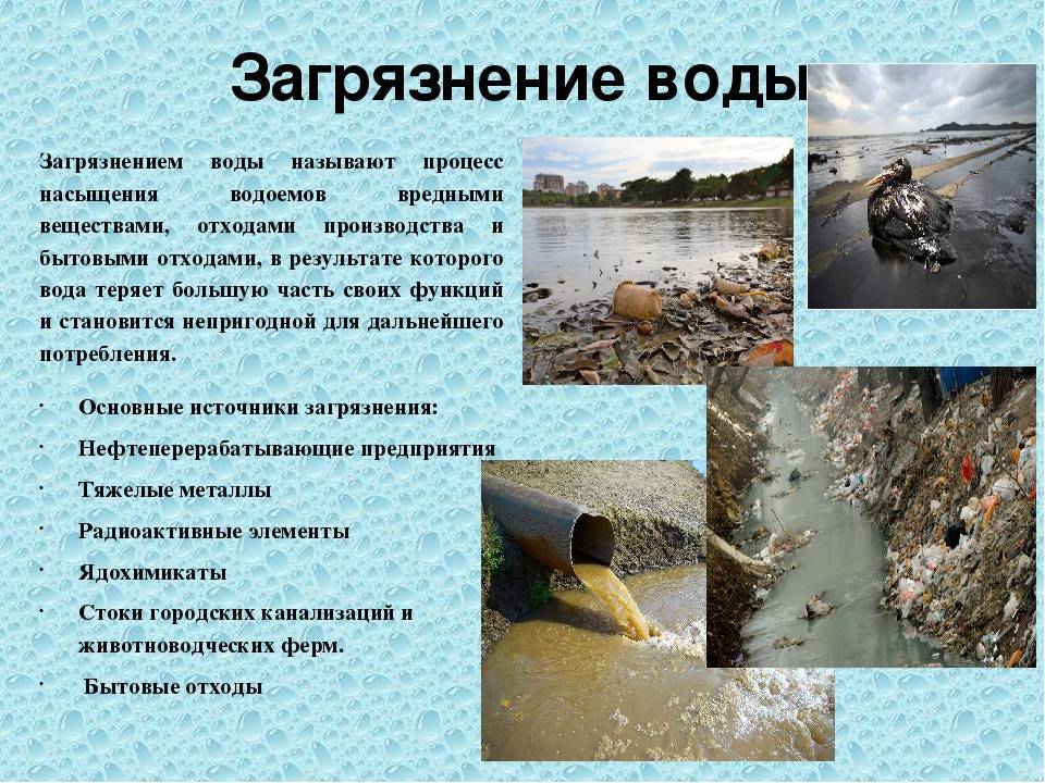 Пресные водоемы | животный мир россии