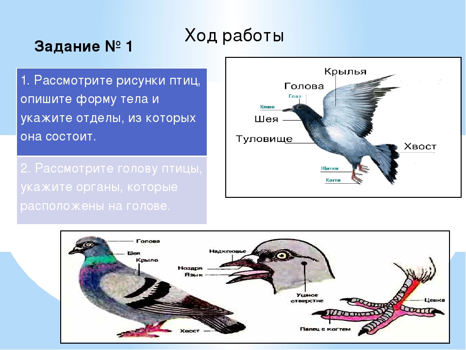 Класс птиц конспект