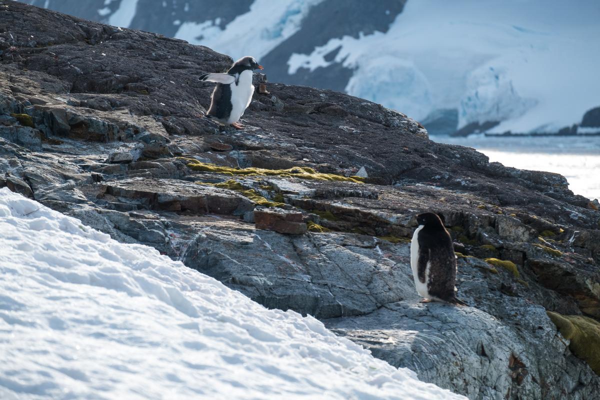 Краткая история открытия и исследования антарктиды