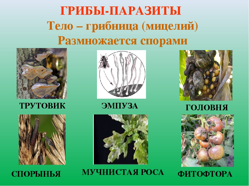 Грибы паразиты: вызывающие болезни растения или человека (виды)