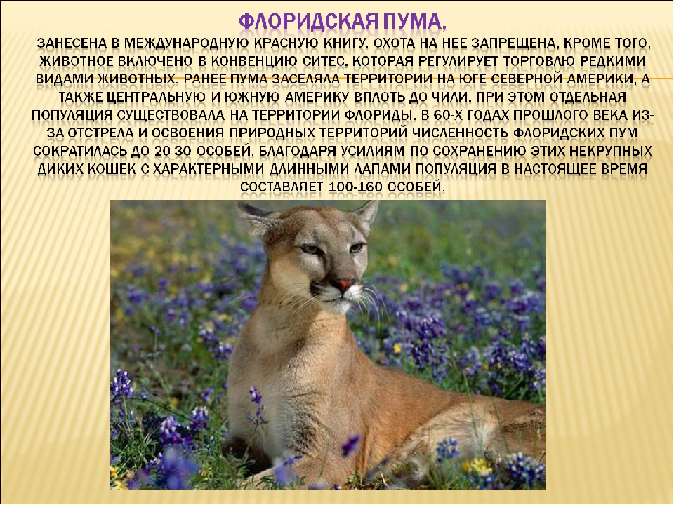 10 редких видов животных, встречающихся на территории россии – zagge.ru