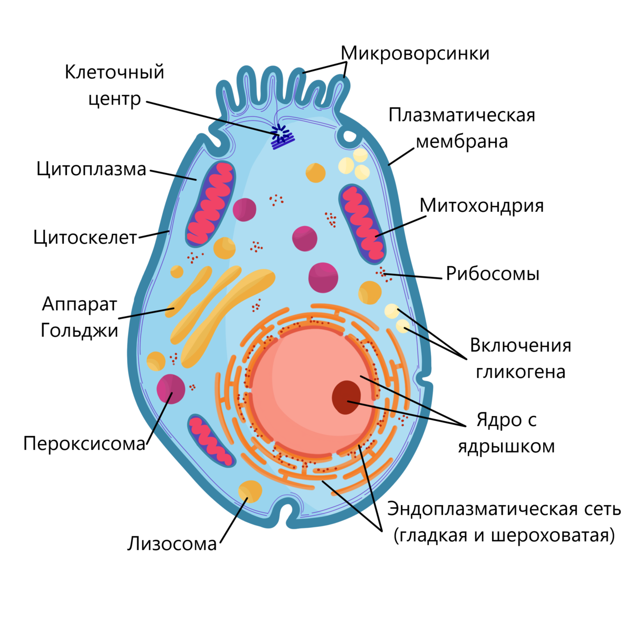 Составляющие любой клетки. Строение эукариотической клетки животного схема. Схема строения эукариотной клетки. Схема эукариотической клетки животного. Структура эукариотической животной клетки.