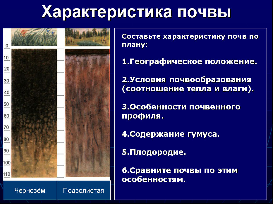 Типы почв россии и их географическое положение: почвенный горизонт и почвообразование в различных зонах рф
