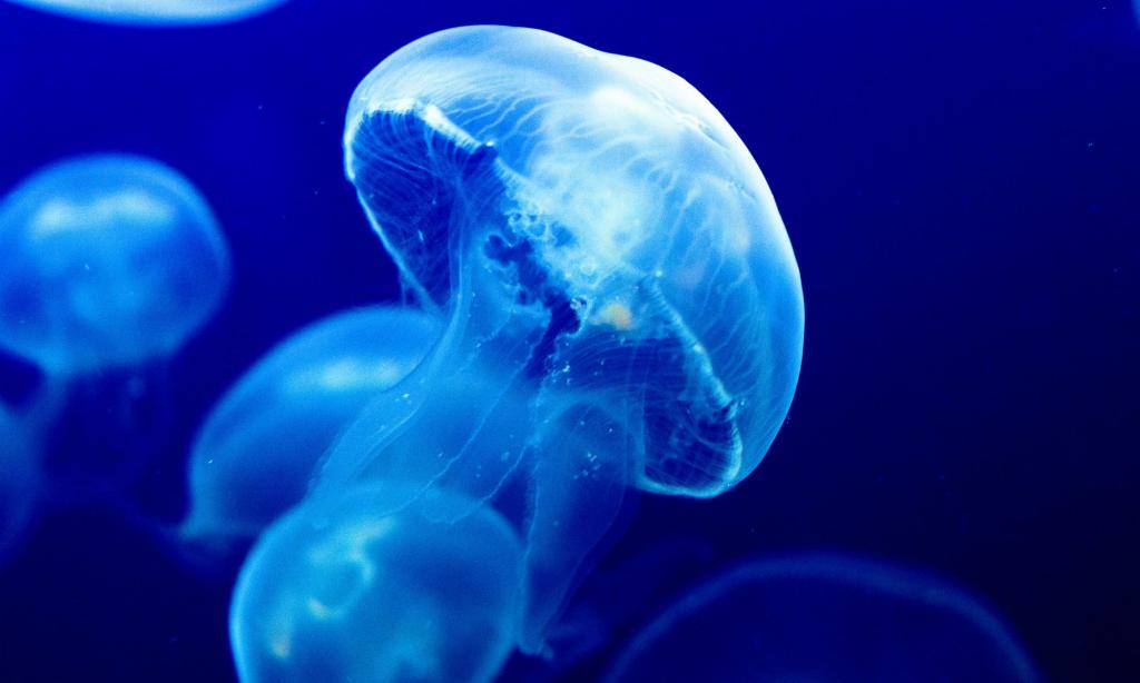 Медузы - описание, строение, питание, размножение, жизненный цикл