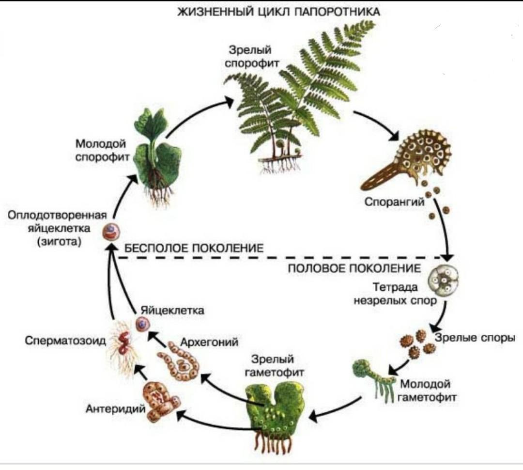 Основные отделы растений. особенности строения и жизнедеятельности. | егэ по биологии