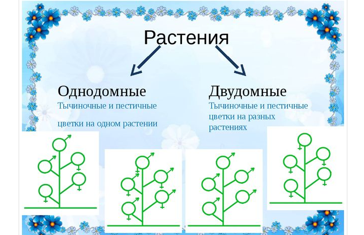 Однодомные и двудомные растения. Однотонные двудомные растения. Схема однодомного растения. Цветок однодомные и двудомные растения.