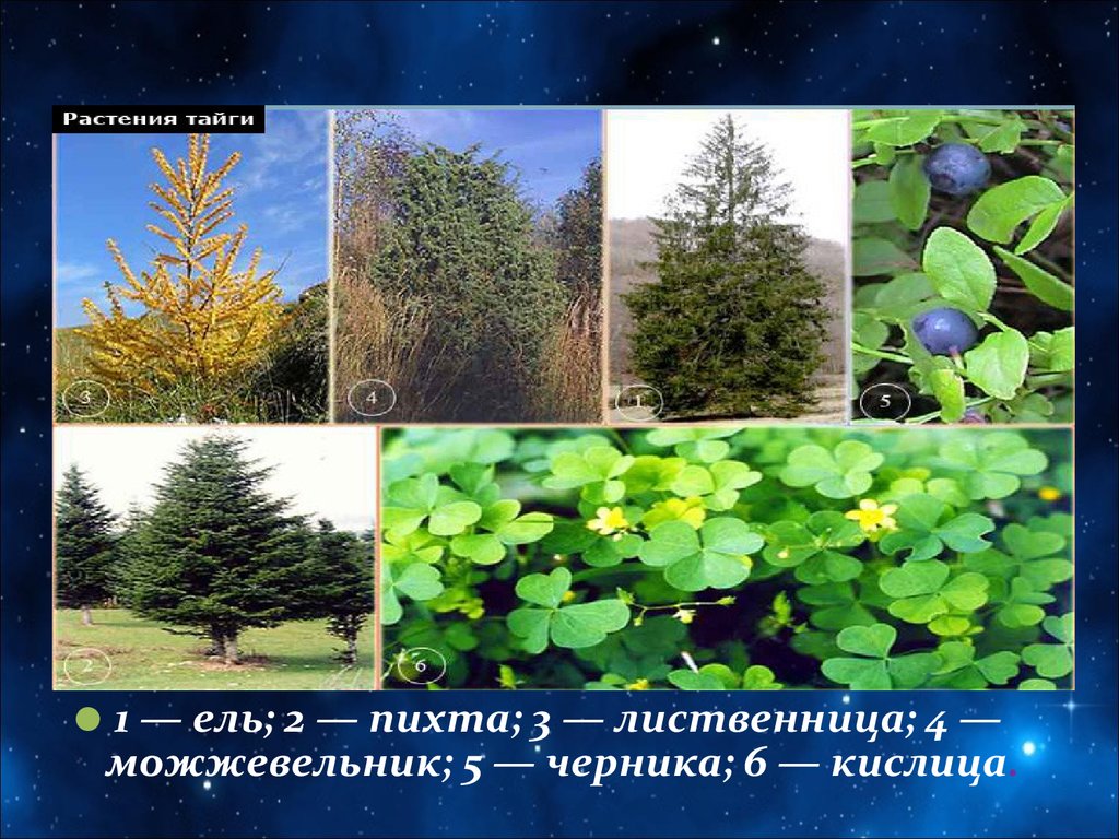 Растения тайги 5 класс биология. Природная зона Тайга растения. Влаголюбивые растения в тайге. Растения которые растут в тайге. Растительность тайги в России.