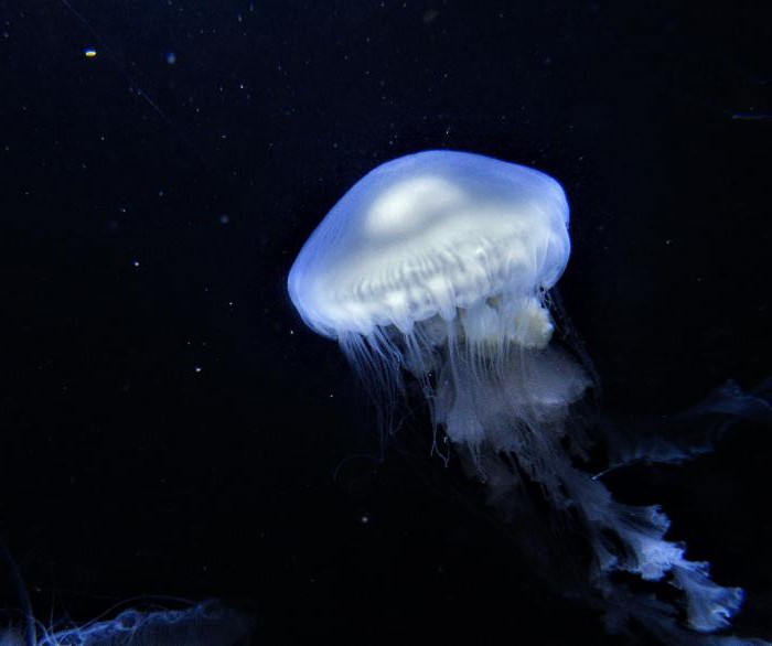 Медузы черного моря: чем питаются, сколько живут, ядовитые и опасные виды для человека, фото и описание, можно ли их есть