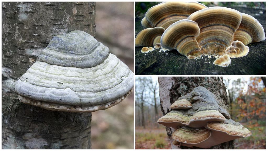 § 16. грибы-паразиты