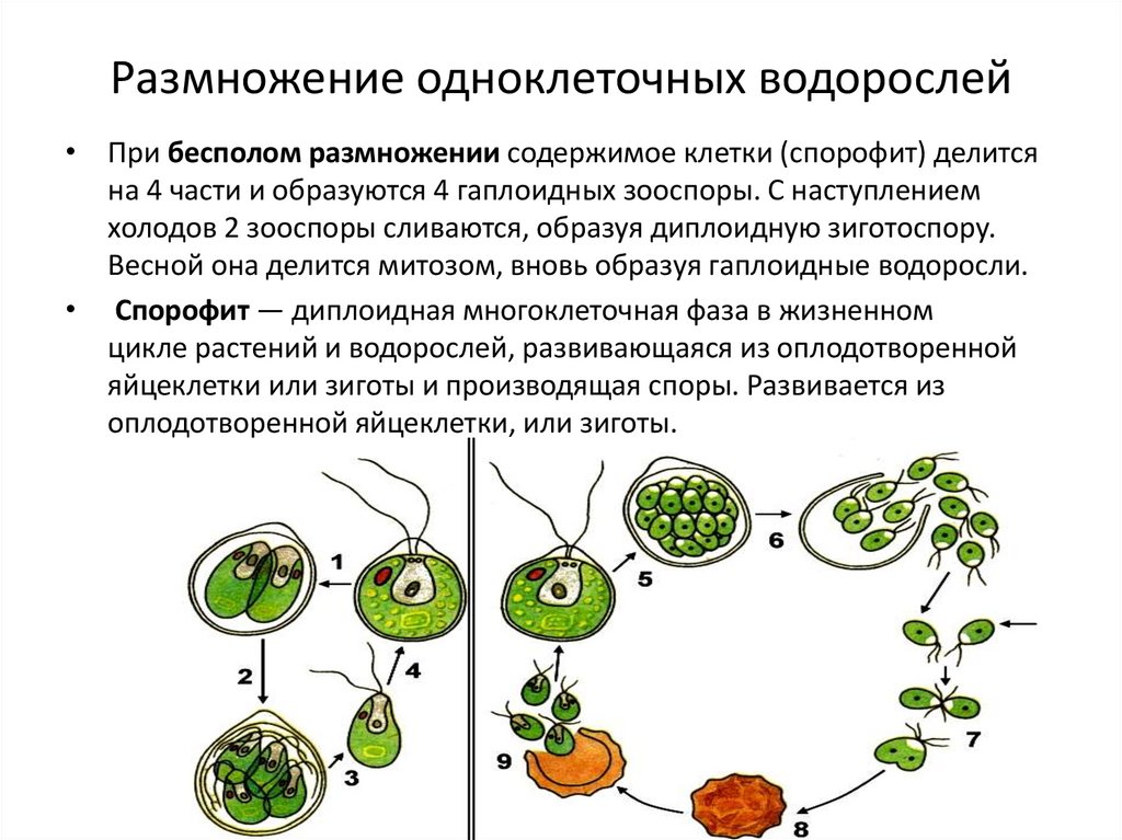 Хламидомонада и спирогира. Вегетативное размножение хламидомонады. Половое размножение одноклеточных водорослей.