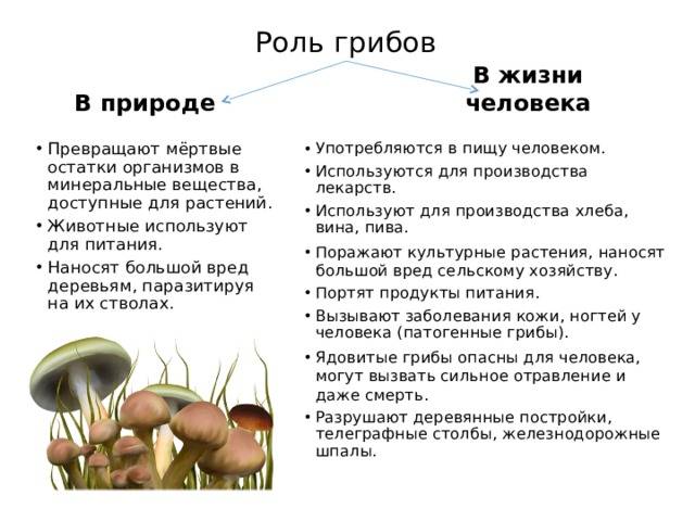 Значение грибов в природе и жизни человека: таблица